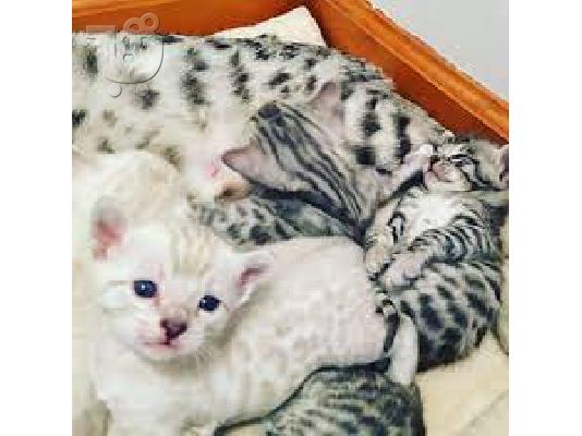 Gátes, Gatákia pros pólisi kai yiothesía